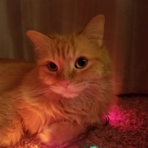 Meet your Posher, Cat